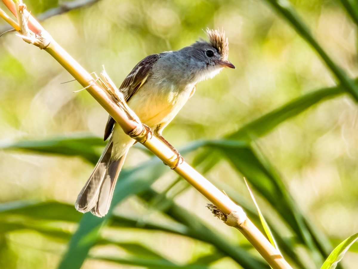 Yellow-bellied Elaenia - ML619790132