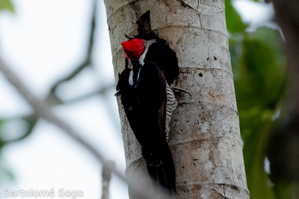 Crimson-crested Woodpecker - ML619790137