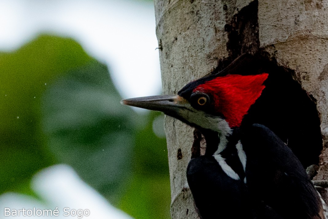 Crimson-crested Woodpecker - ML619790138