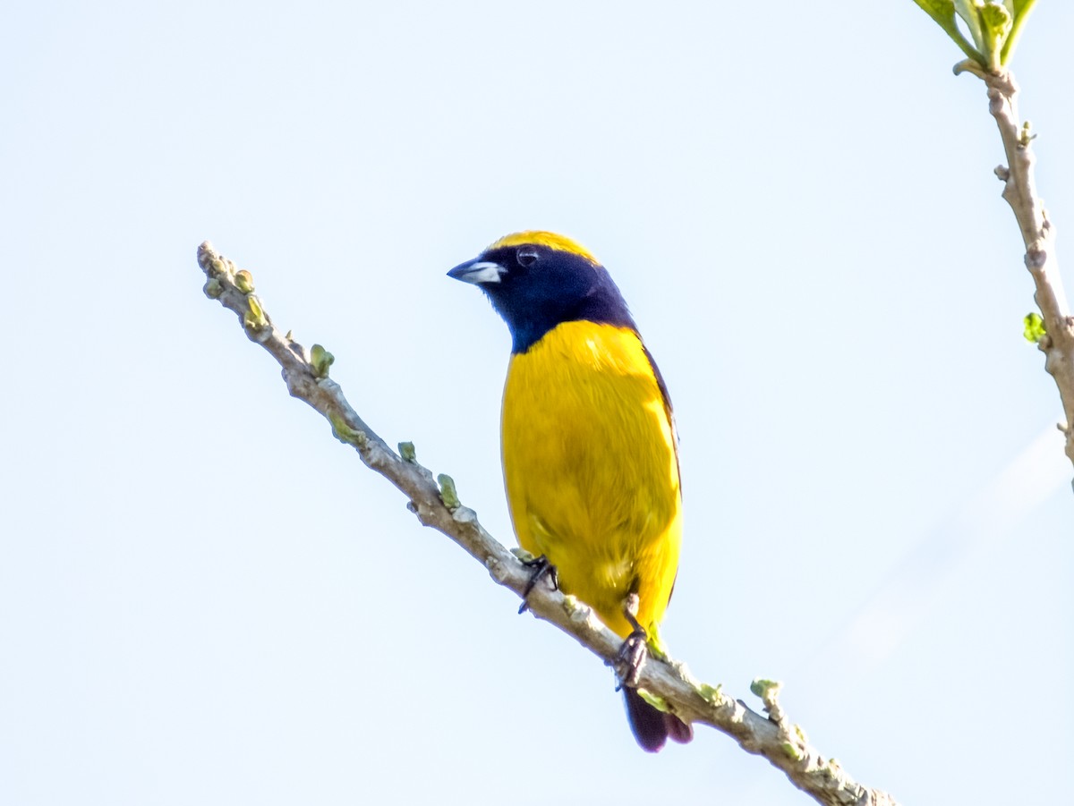 Yellow-crowned Euphonia - ML619790140