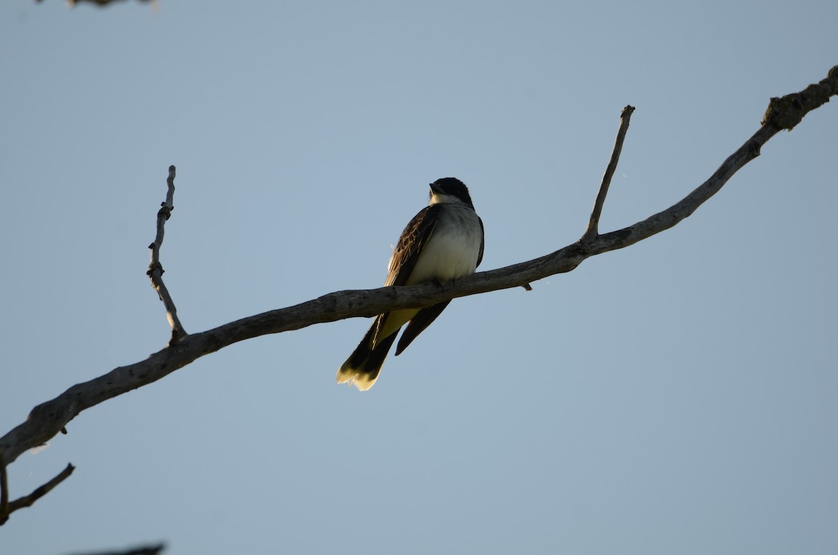 Eastern Kingbird - ML619790147