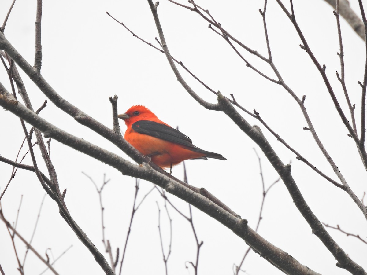Scarlet Tanager - ML619790151