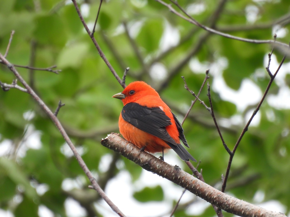 Scarlet Tanager - ML619790152