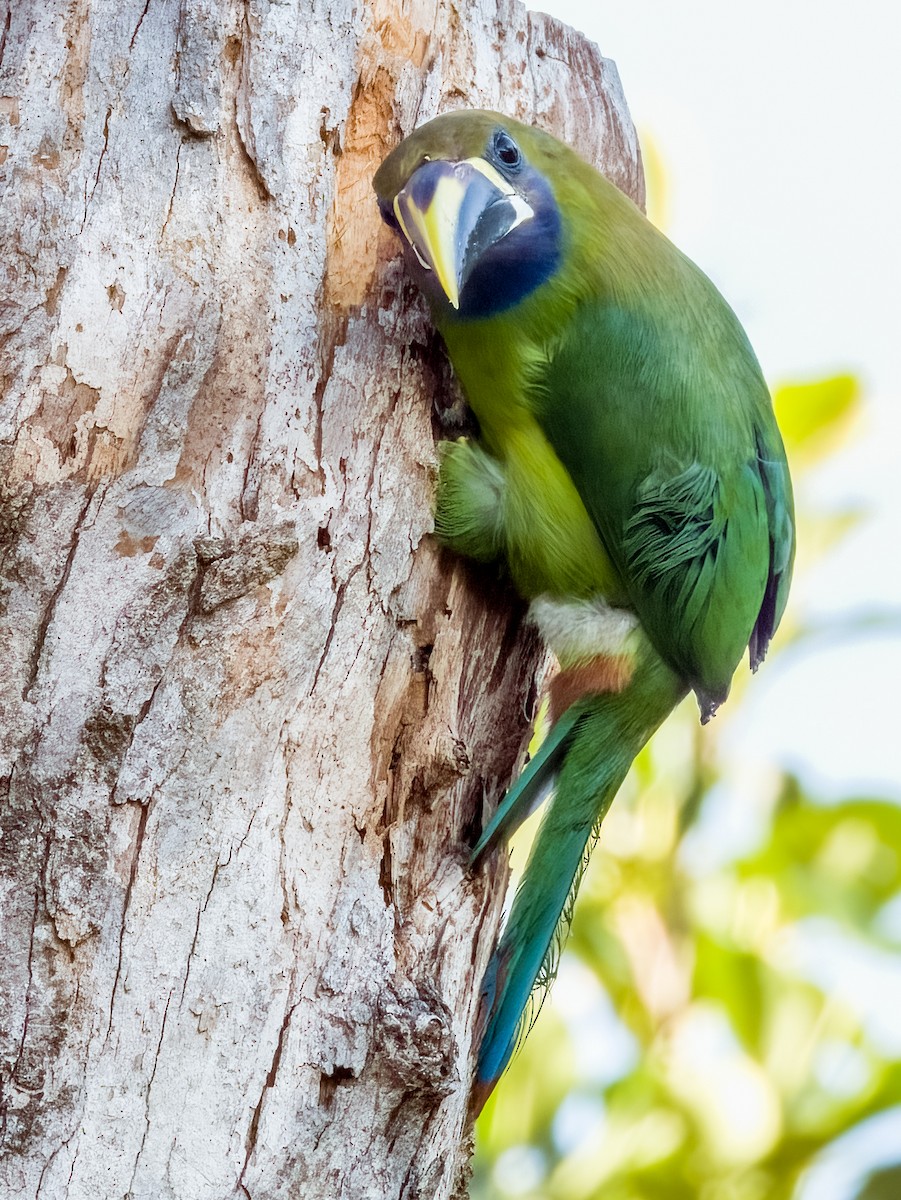 Northern Emerald-Toucanet - ML619790156