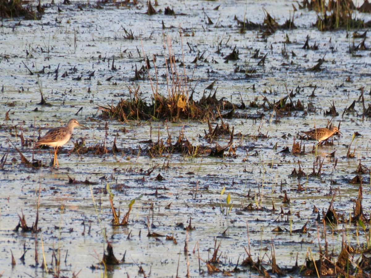 Greater Yellowlegs - Sharon Godkin