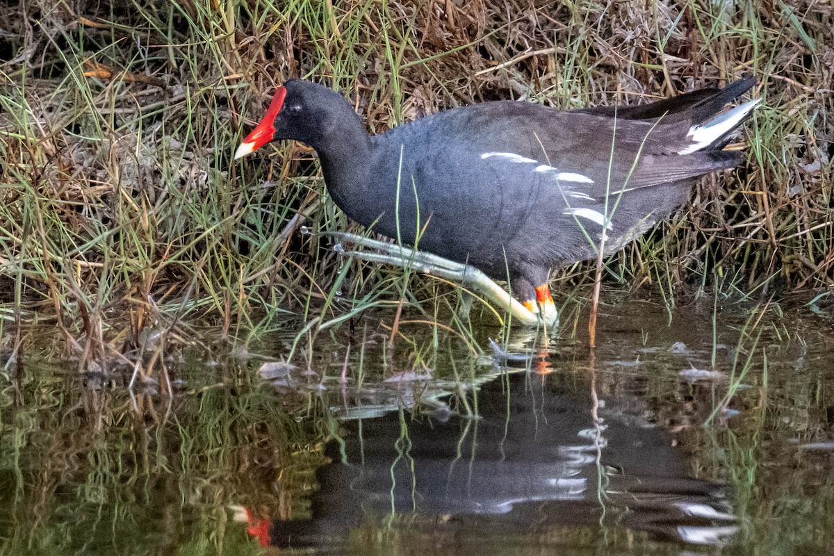 Common Gallinule - ML619790159