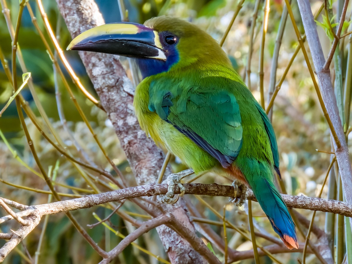 Northern Emerald-Toucanet - ML619790160