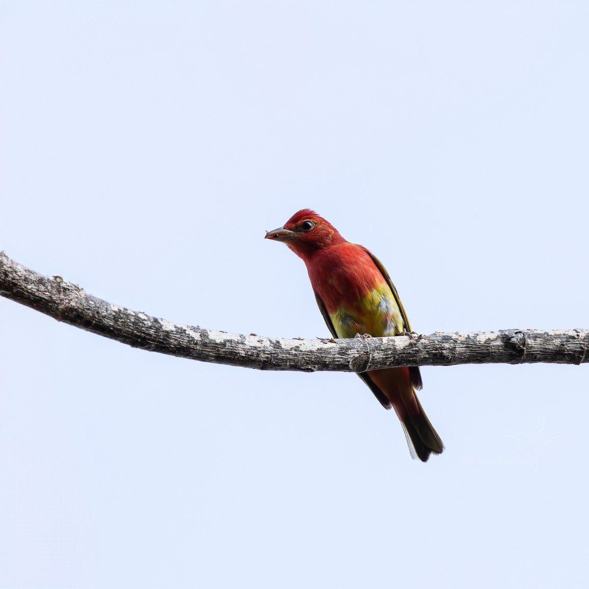 Hepatic Tanager - ML619790162