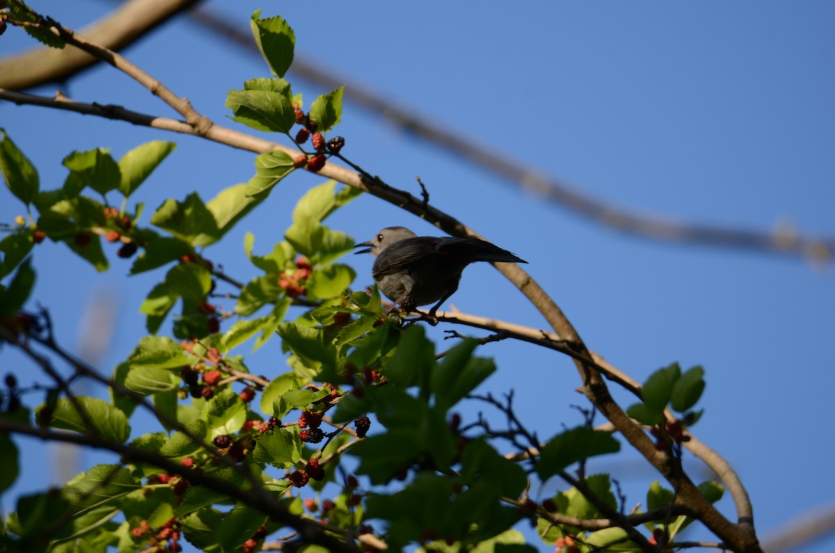 Gray Catbird - ML619790166