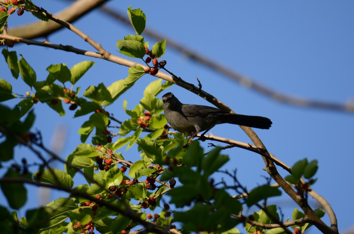 Gray Catbird - ML619790167