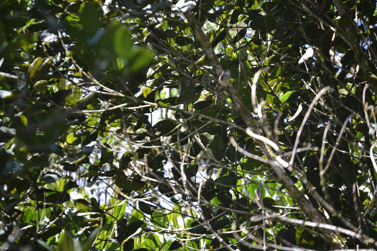 Black-capped Tyrannulet - ML619790171