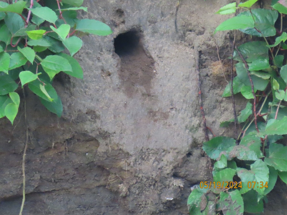 Belted Kingfisher - Ed Wallace