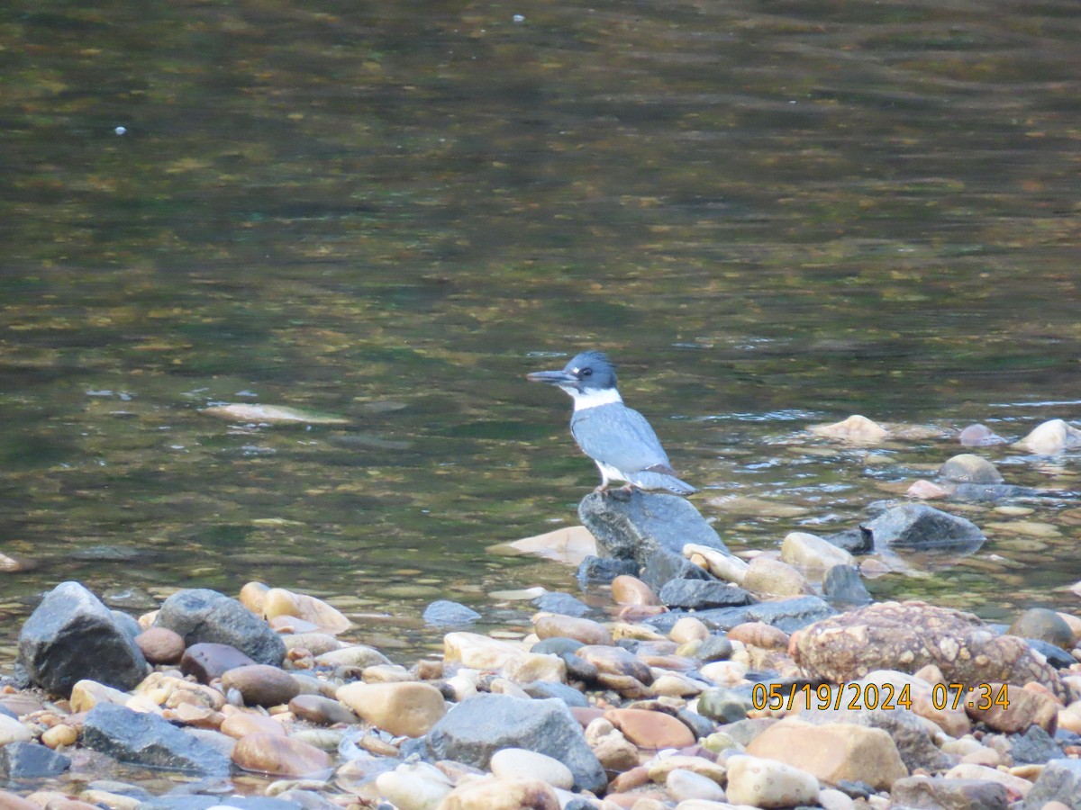 Belted Kingfisher - ML619790179