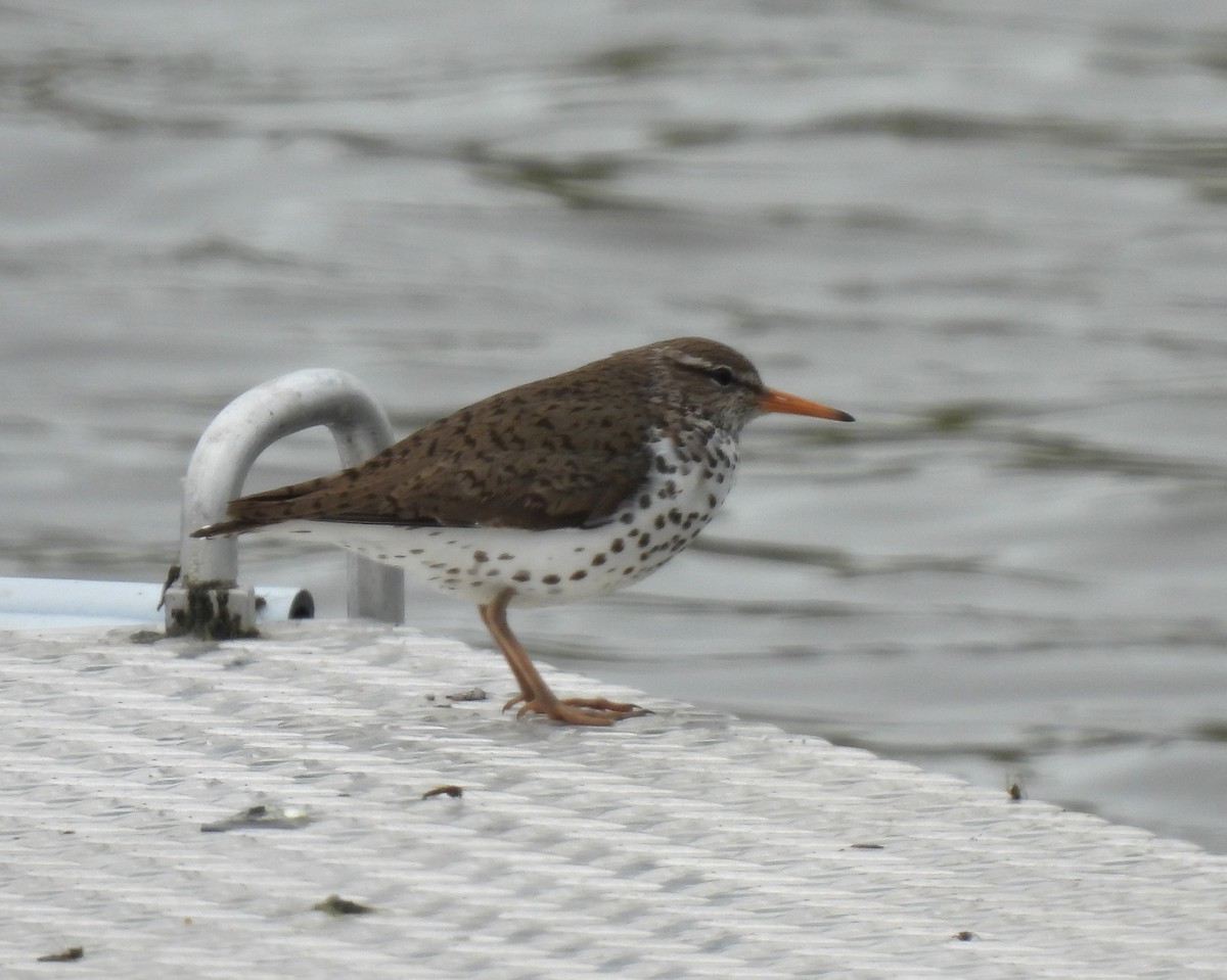 Spotted Sandpiper - ML619790180