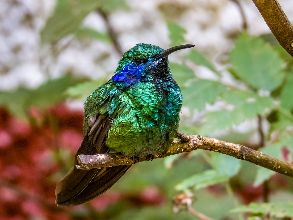 kolibřík modrouchý - ML619790181