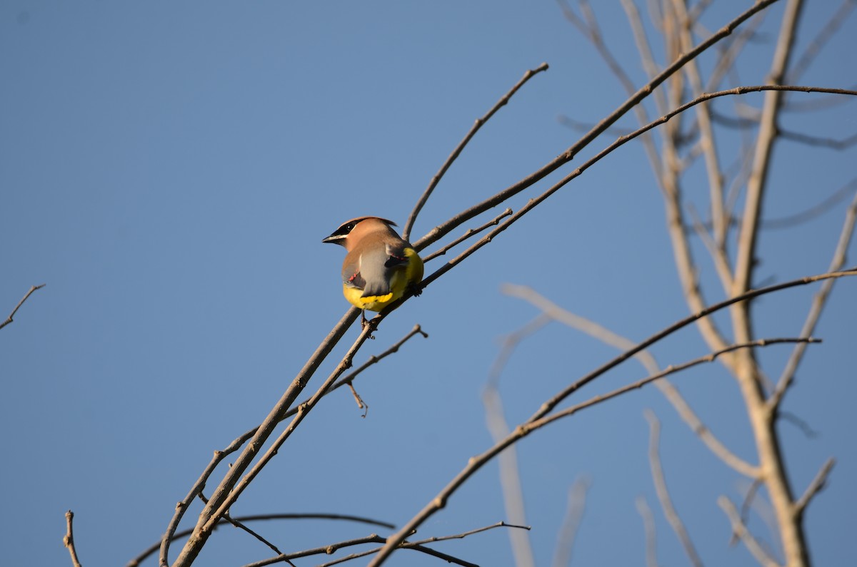 Cedar Waxwing - ML619790183