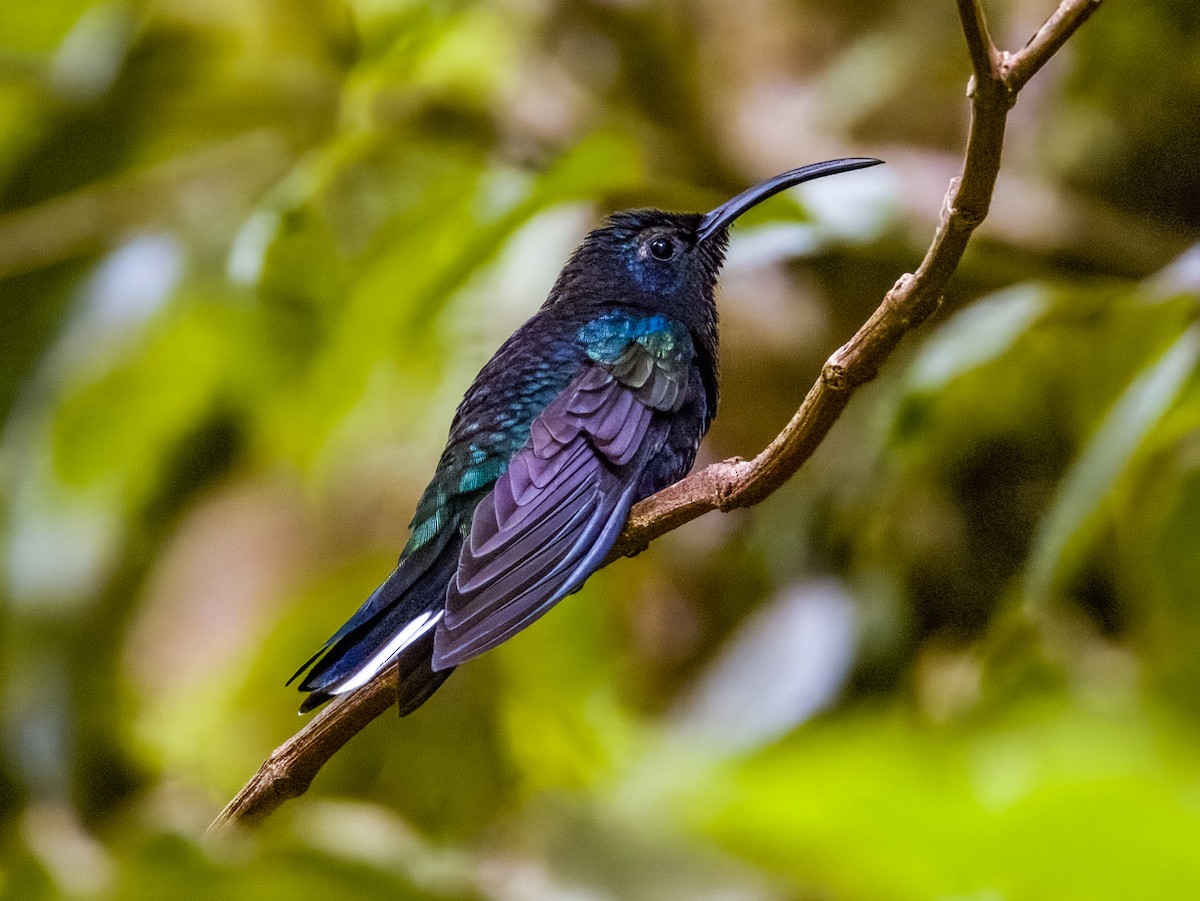 kolibřík fialkový - ML619790188