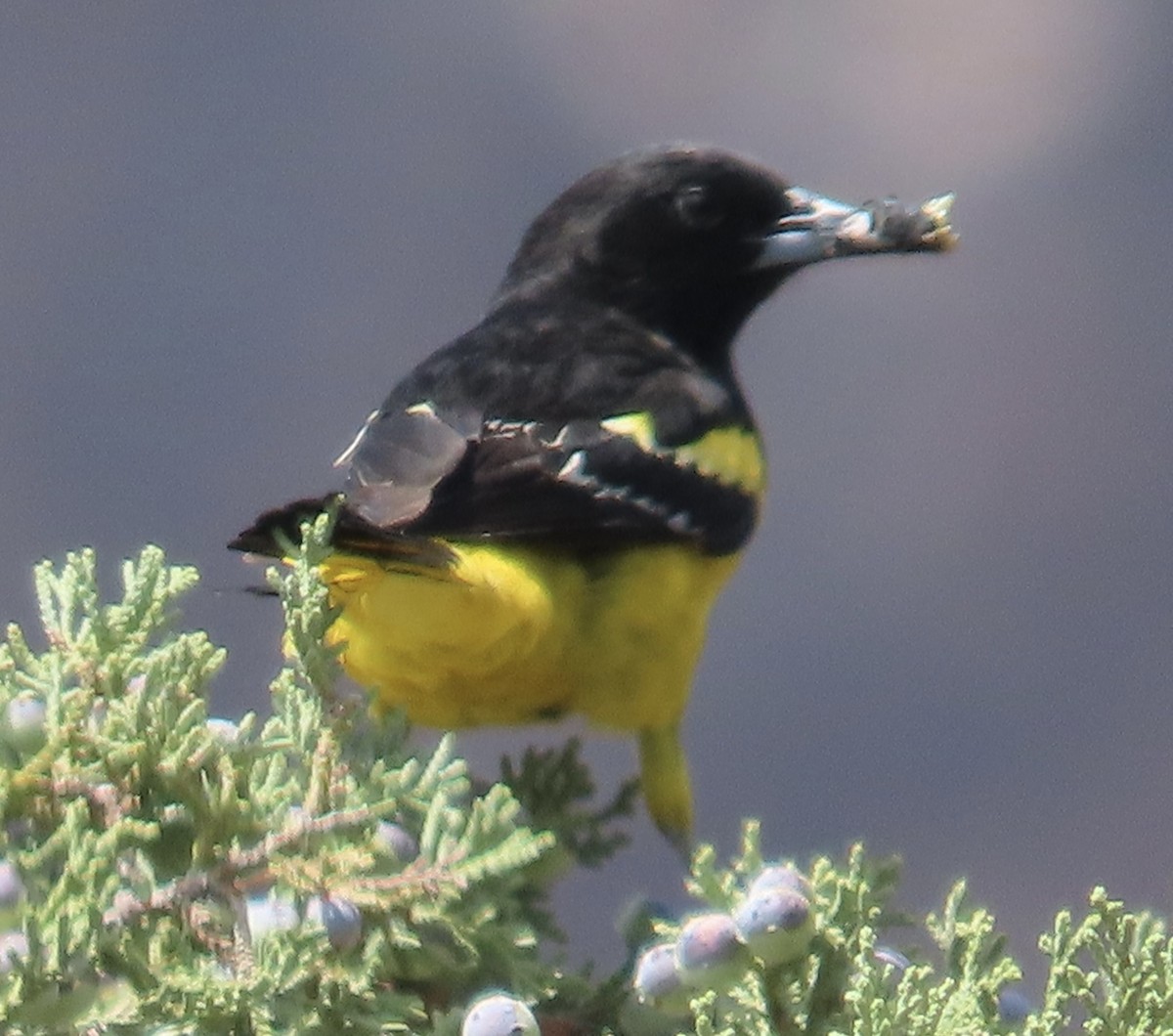 Scott's Oriole - Tim Ryan