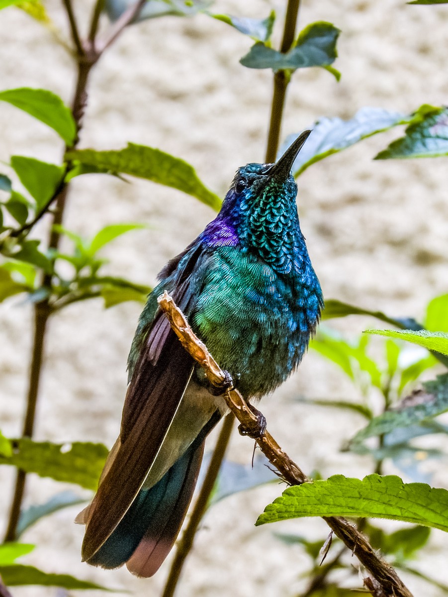 kolibřík modrouchý - ML619790205