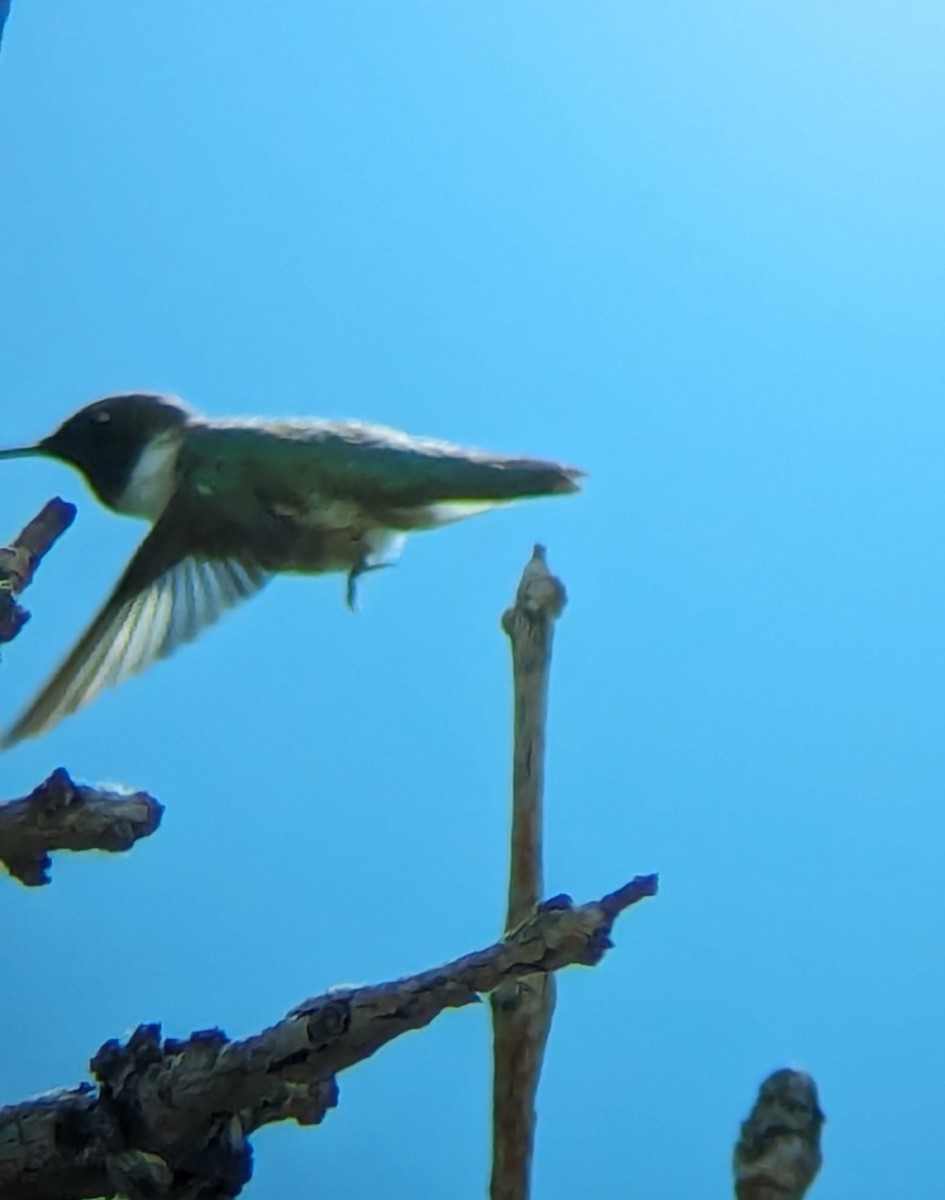 Black-chinned Hummingbird - ML619790206
