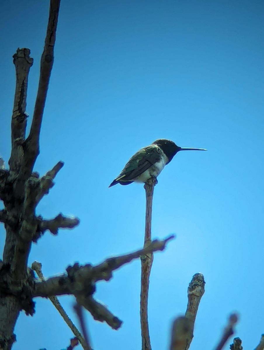Black-chinned Hummingbird - ML619790207
