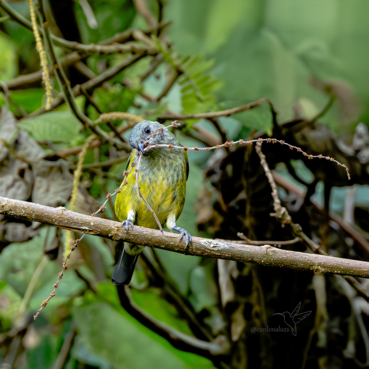 Black-headed Tanager - ML619790209