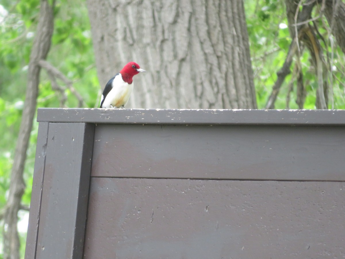 Red-headed Woodpecker - ML619790211