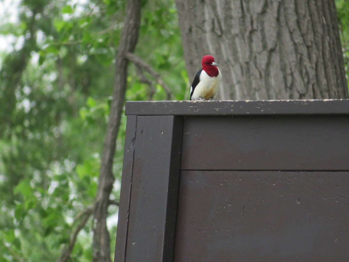 Red-headed Woodpecker - ML619790212