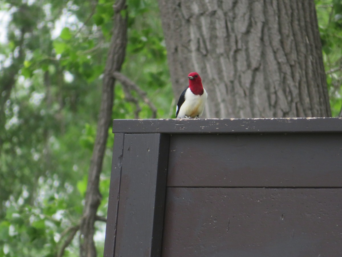 Red-headed Woodpecker - ML619790213