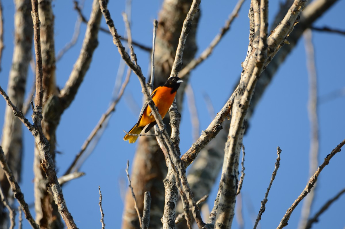 Oriole de Baltimore - ML619790214