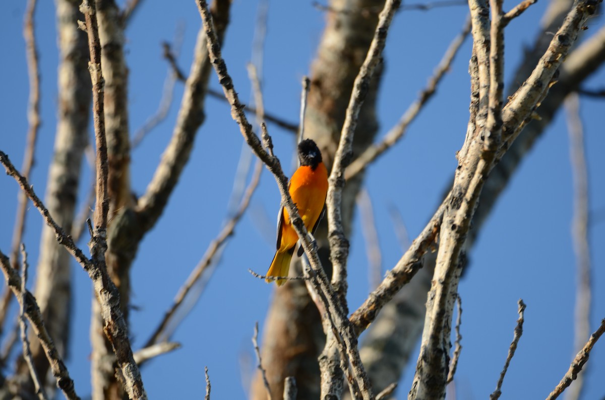 Baltimore Oriole - ML619790217