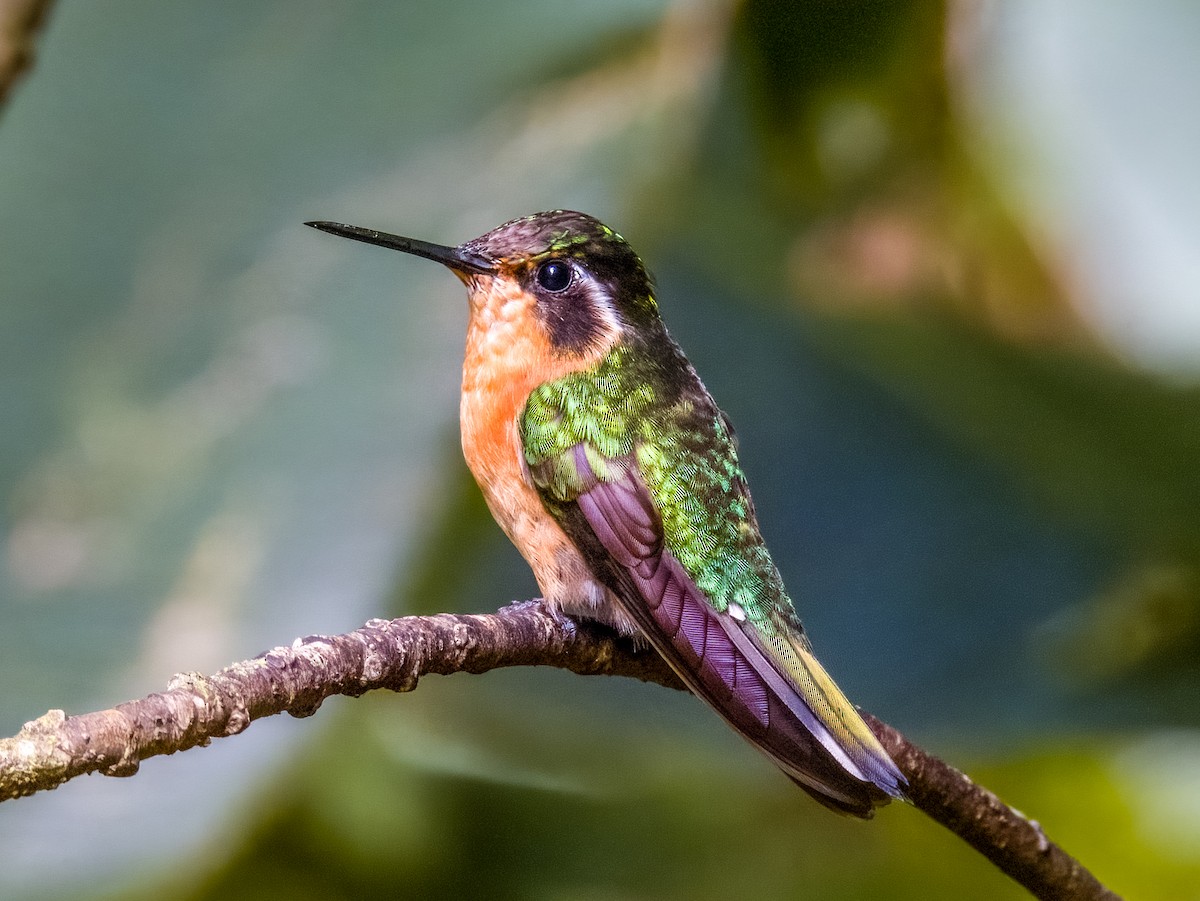 kolibřík fialovohrdlý - ML619790218