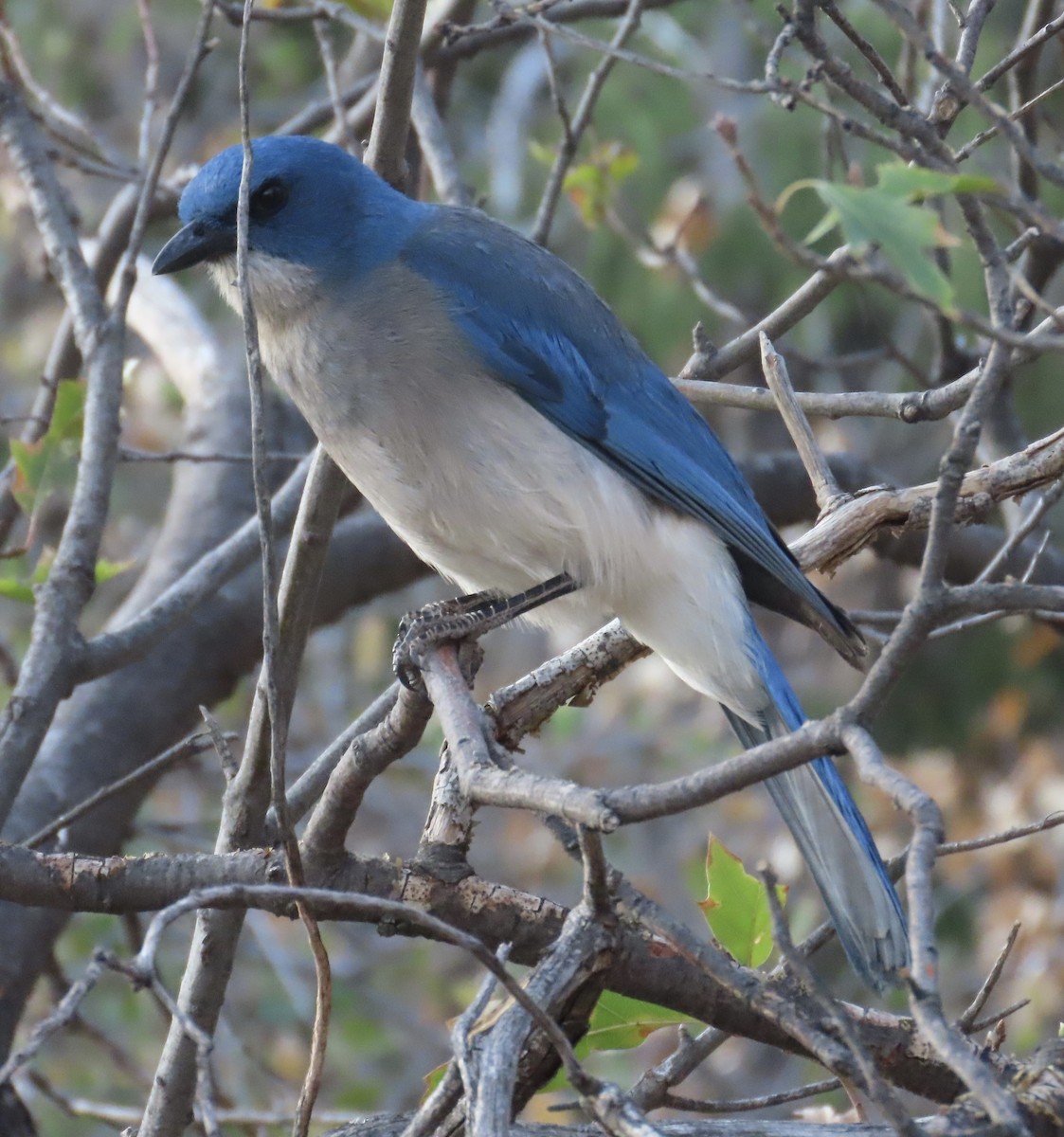 Mexican Jay - ML619790221