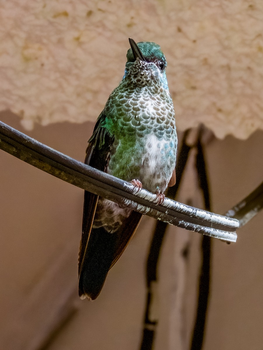 kolibřík subtropický - ML619790225