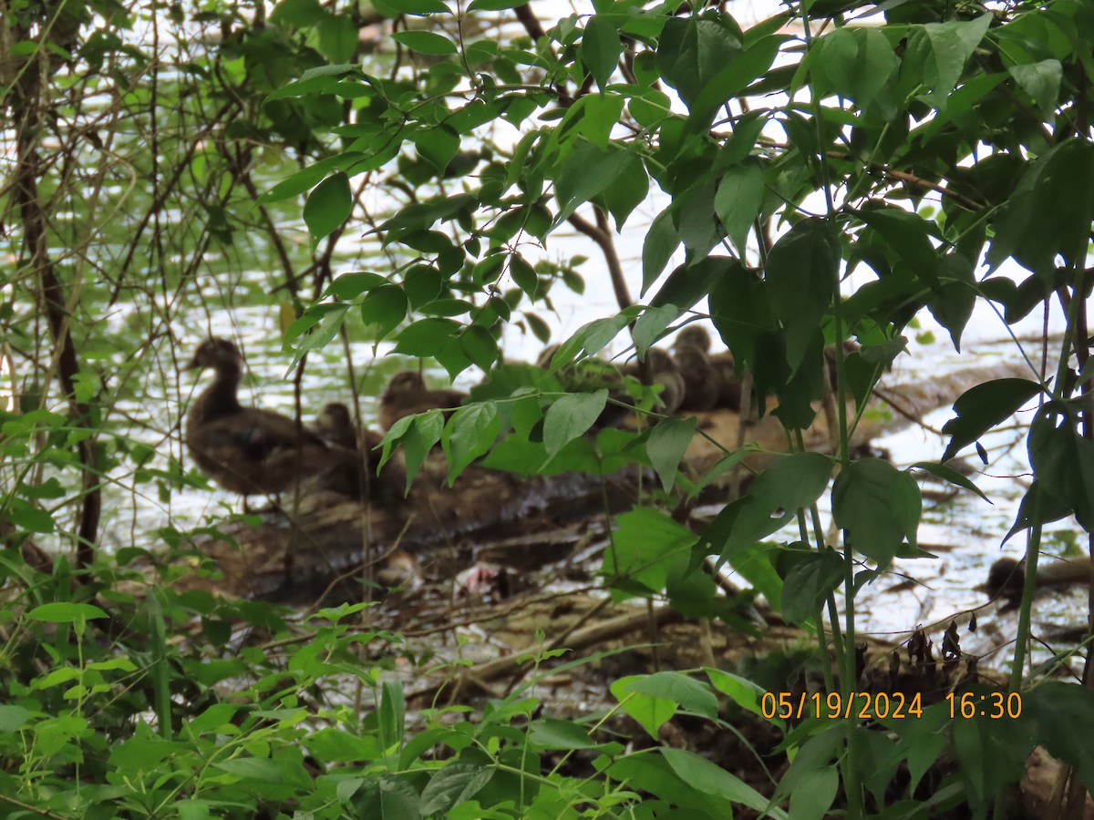 Wood Duck - ML619790234