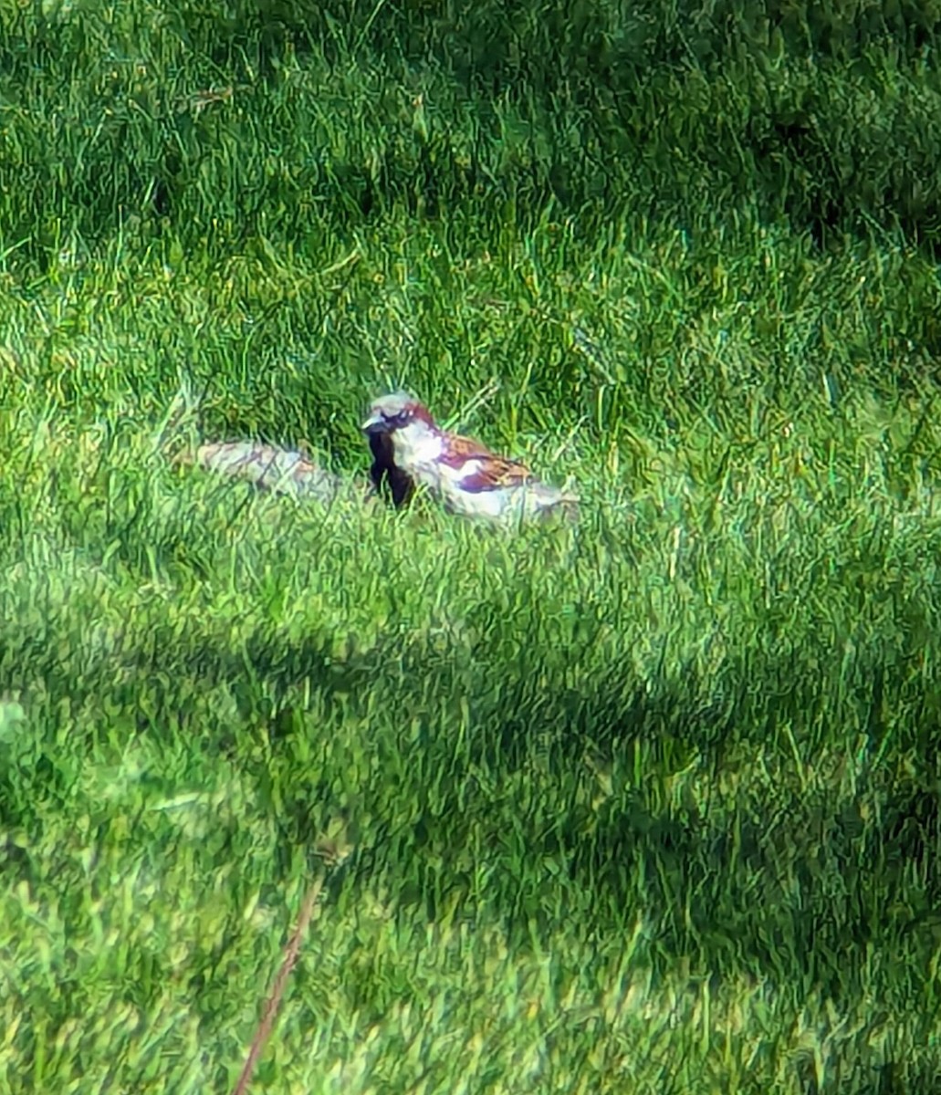 House Sparrow - ML619790235