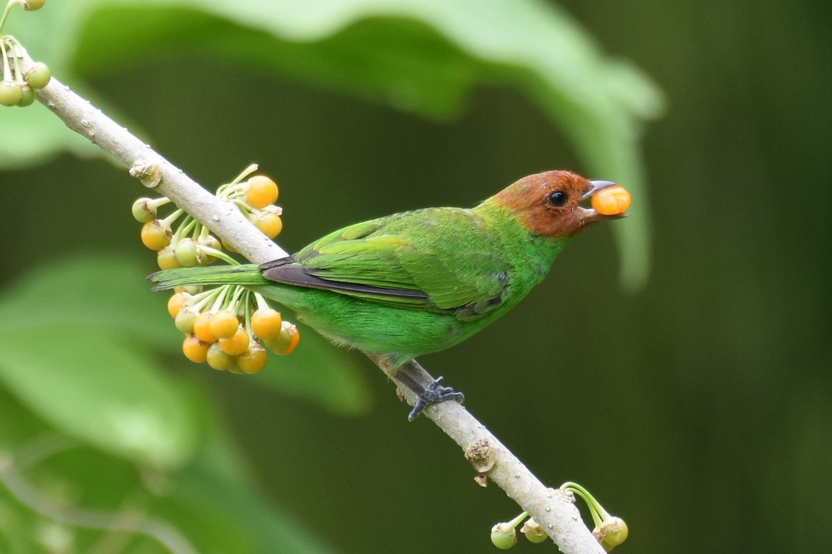 Bay-headed Tanager - ML619790236