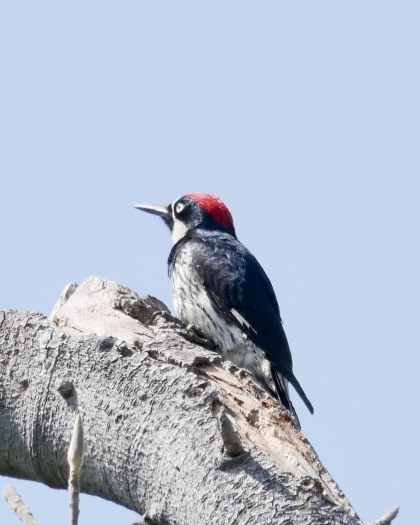 Acorn Woodpecker - ML619790241