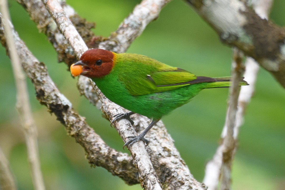 Bay-headed Tanager - ML619790270