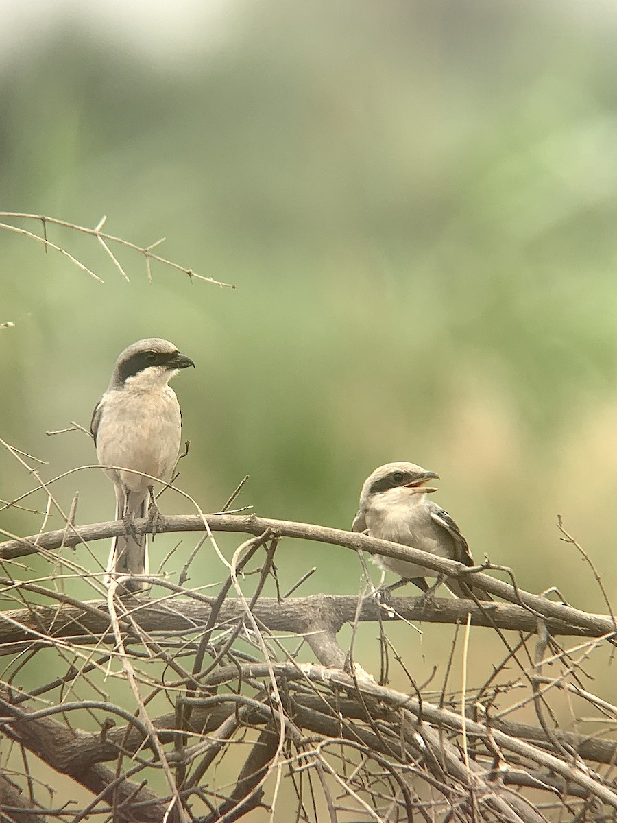 Great Gray Shrike (Sahara) - ML619790278