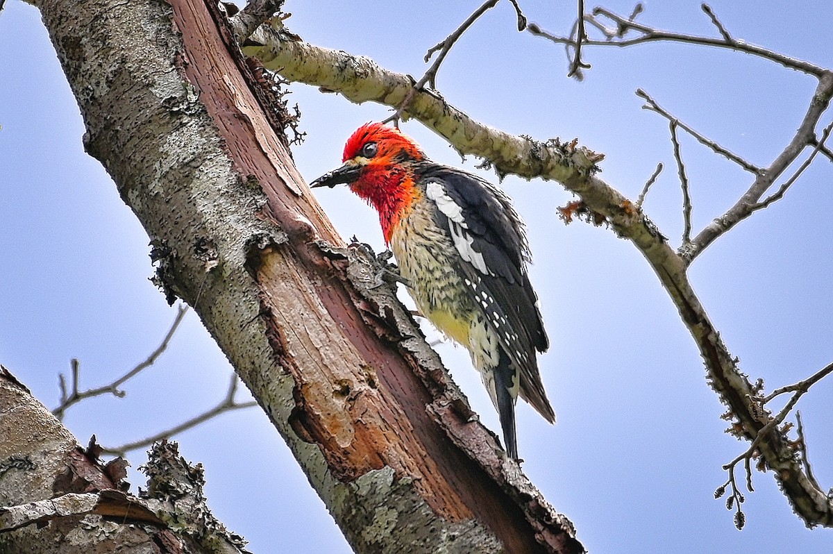 Red-breasted Sapsucker - ML619790292