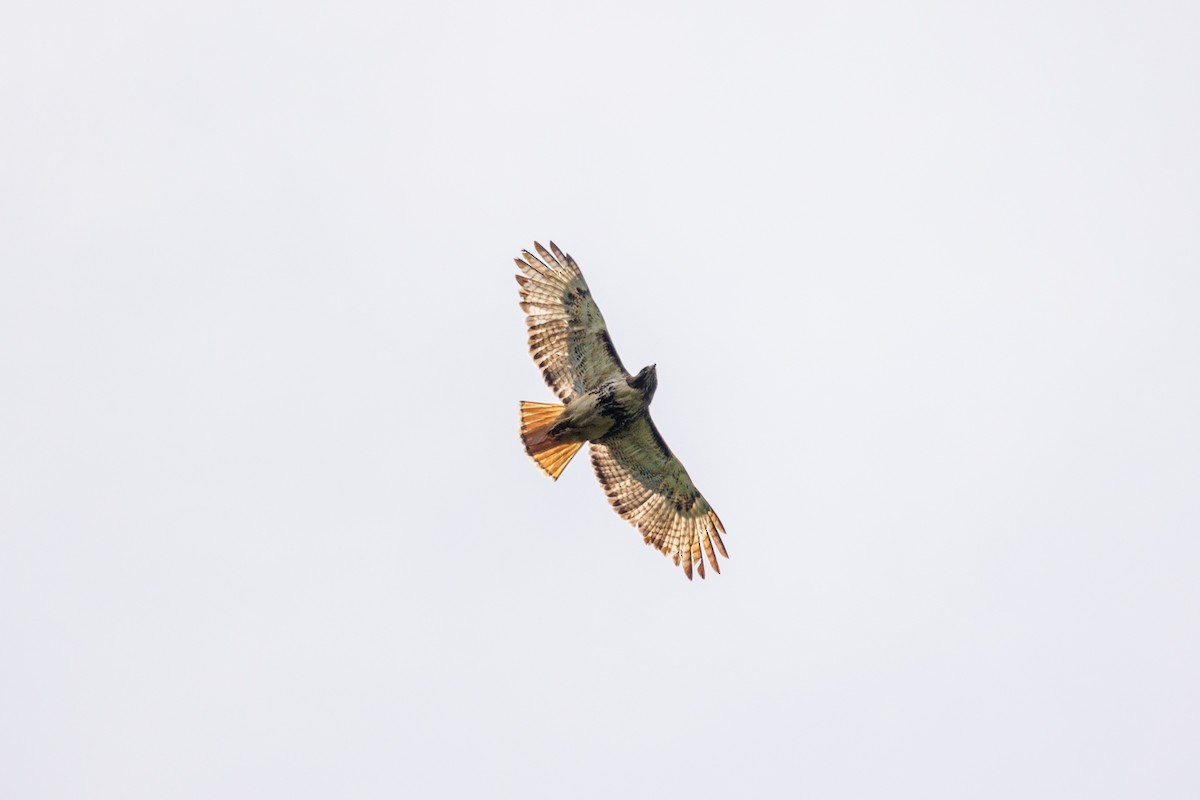 Red-tailed Hawk - ML619790296