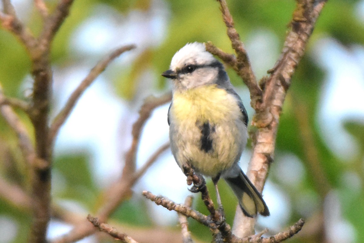Azure Tit (Yellow-breasted) - ML619790298