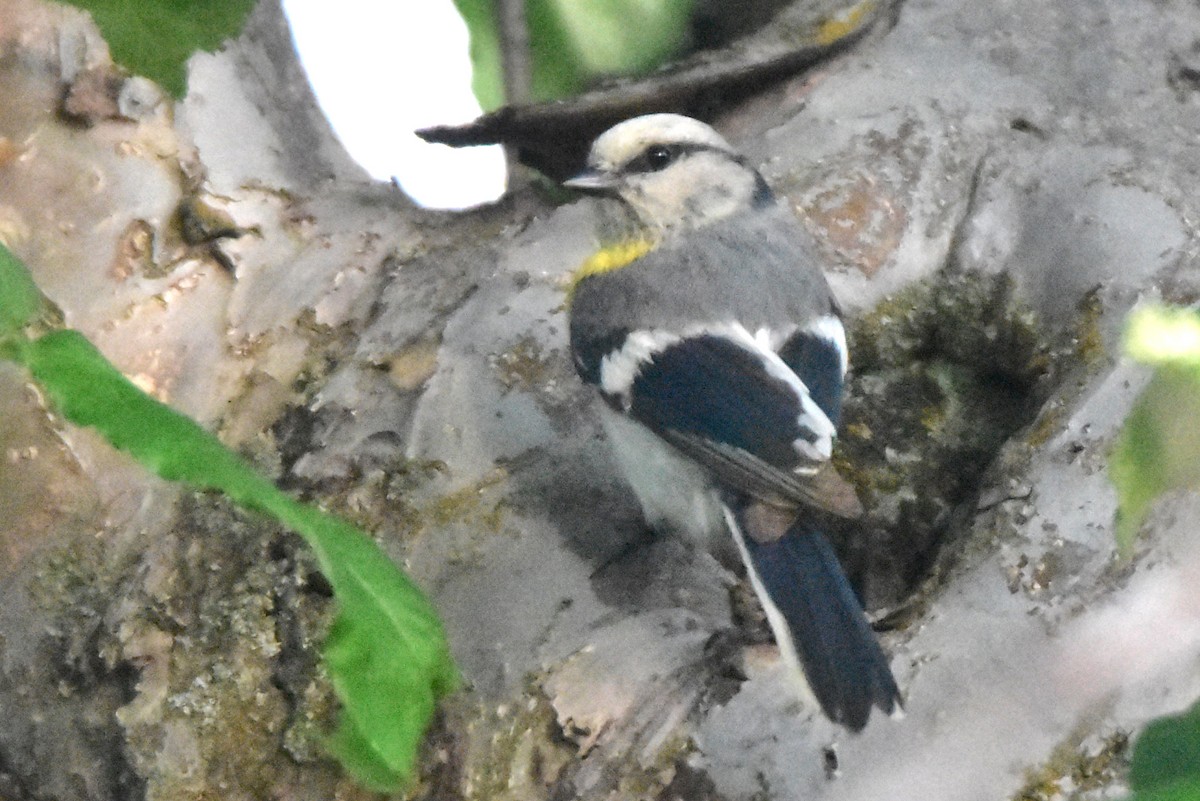 Azure Tit (Yellow-breasted) - ML619790299