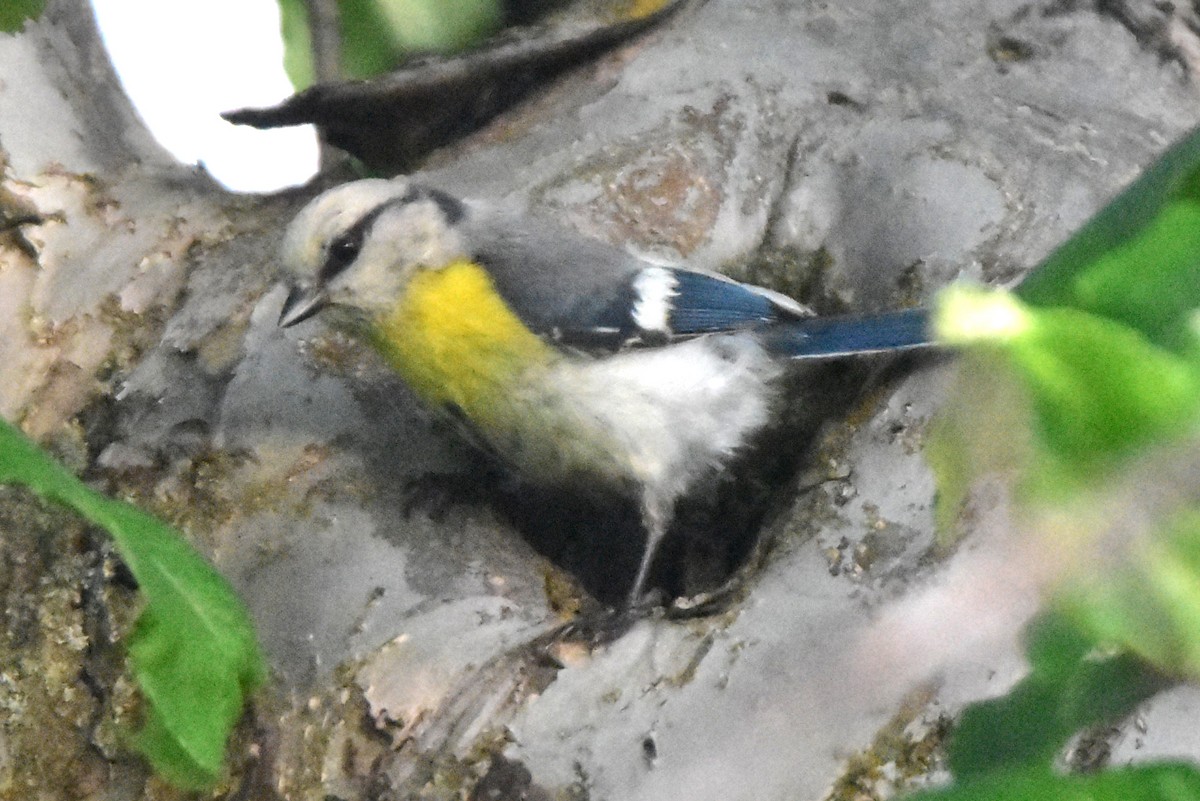 Azure Tit (Yellow-breasted) - ML619790300