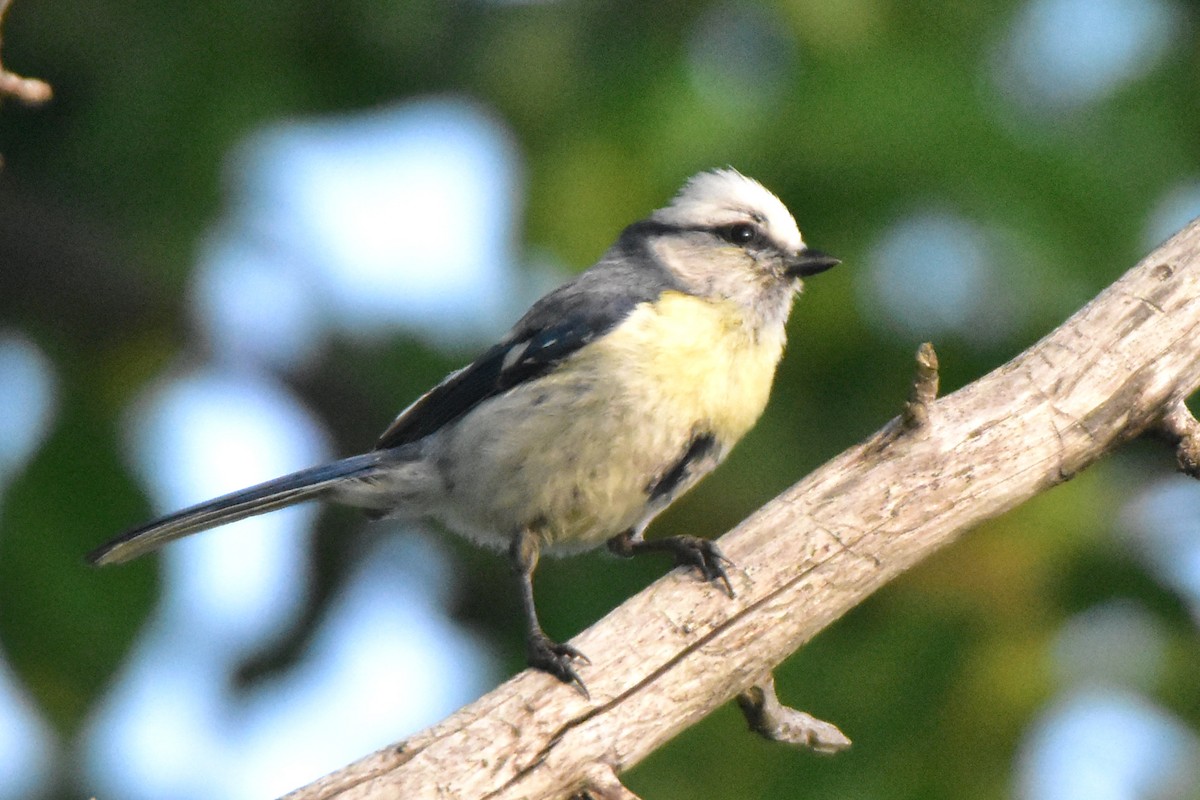 Azure Tit (Yellow-breasted) - ML619790301