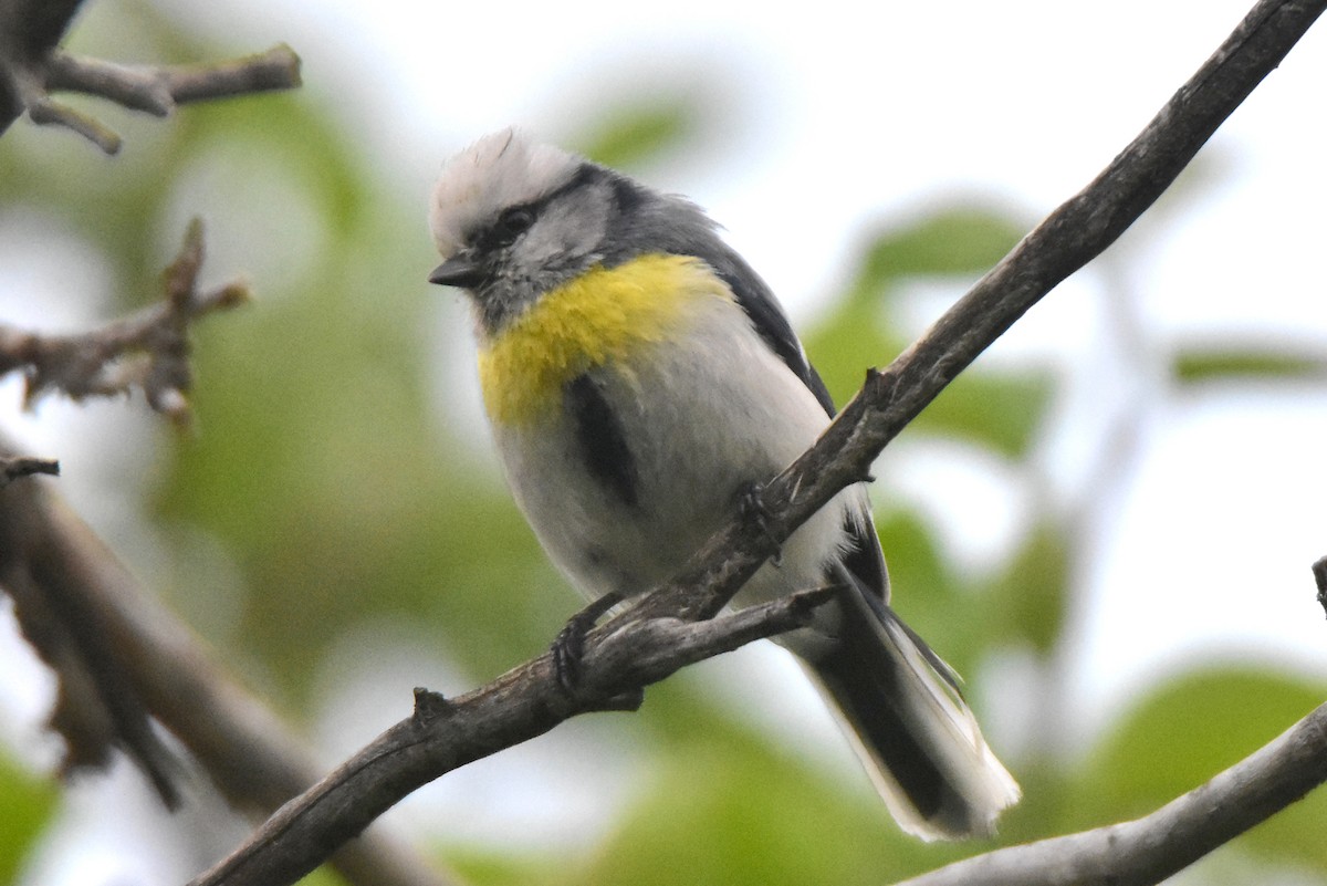 Azure Tit (Yellow-breasted) - ML619790302