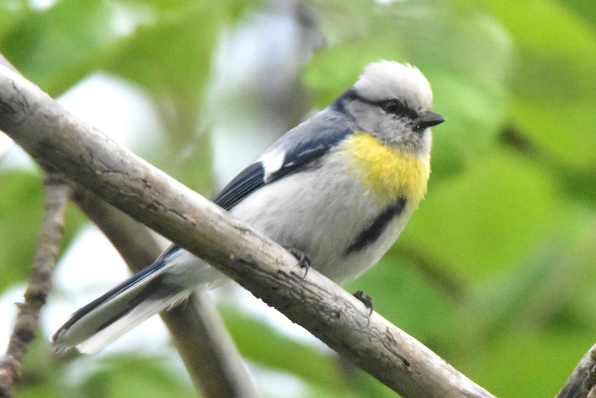 Azure Tit (Yellow-breasted) - Kudaibergen Amirekul