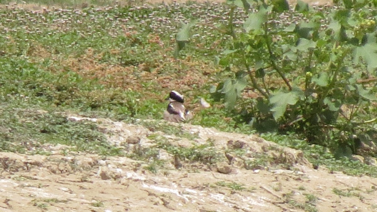 Pied Plover - ML619790313