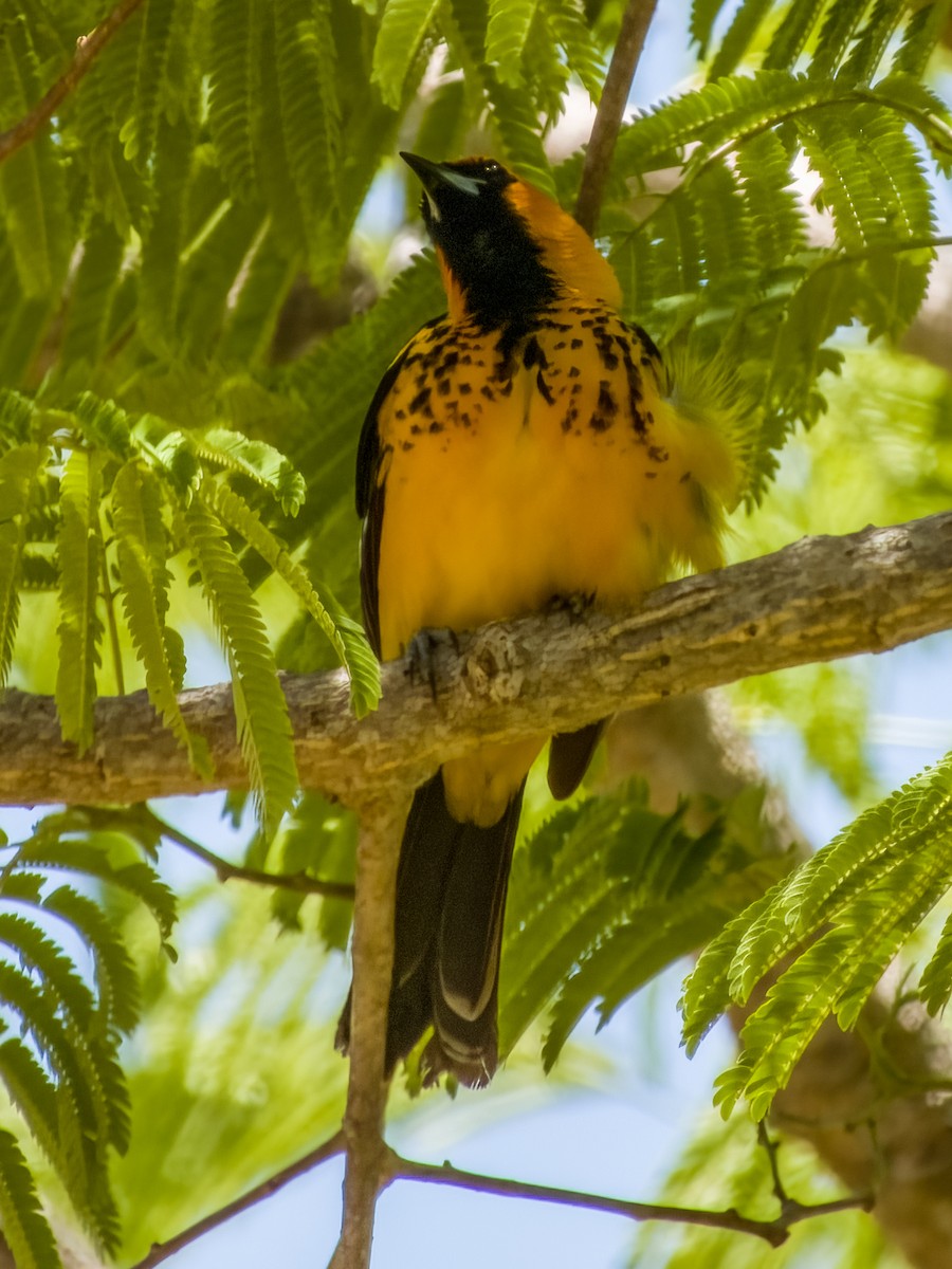 Spot-breasted Oriole - ML619790321